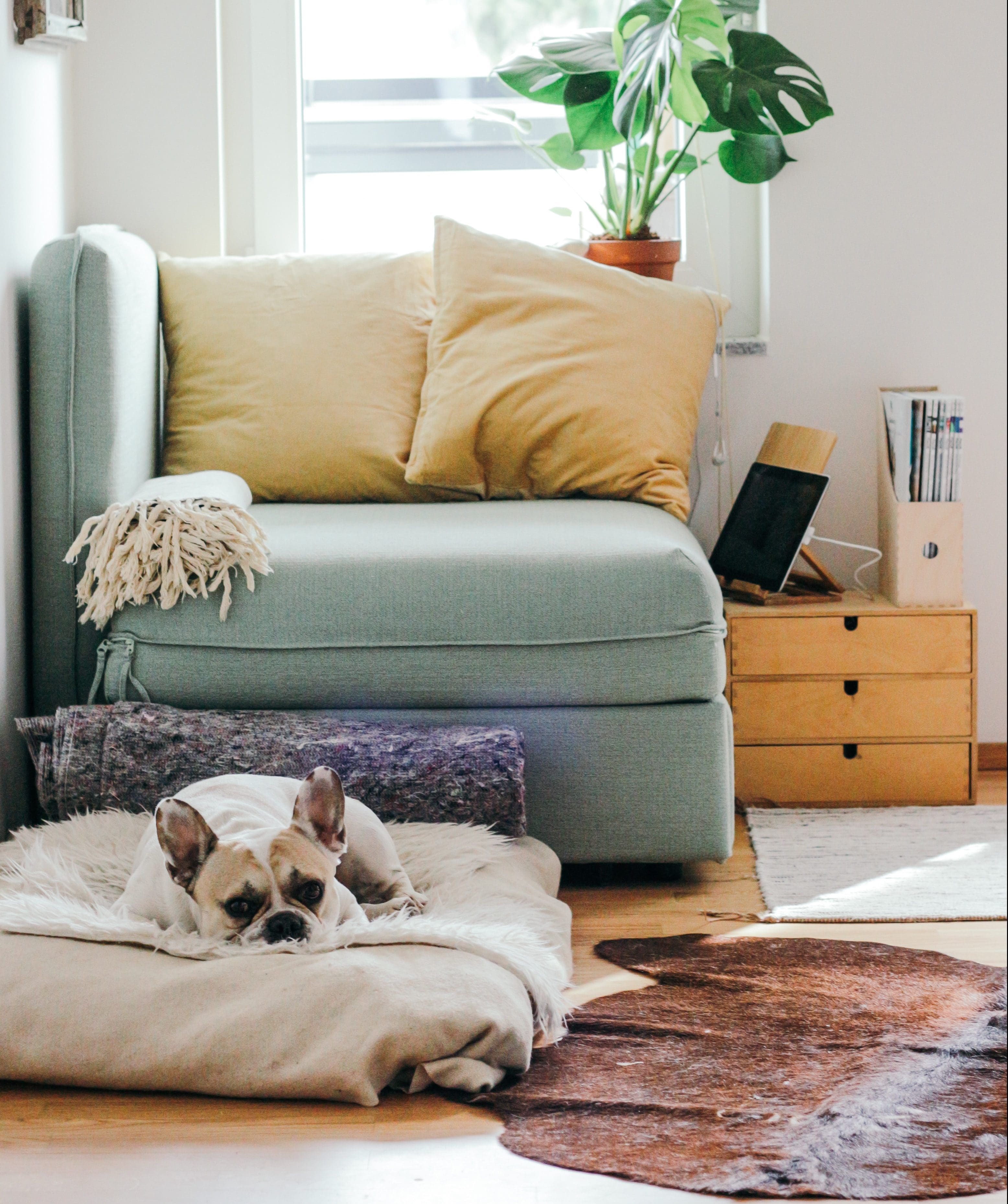 a dog on its bed