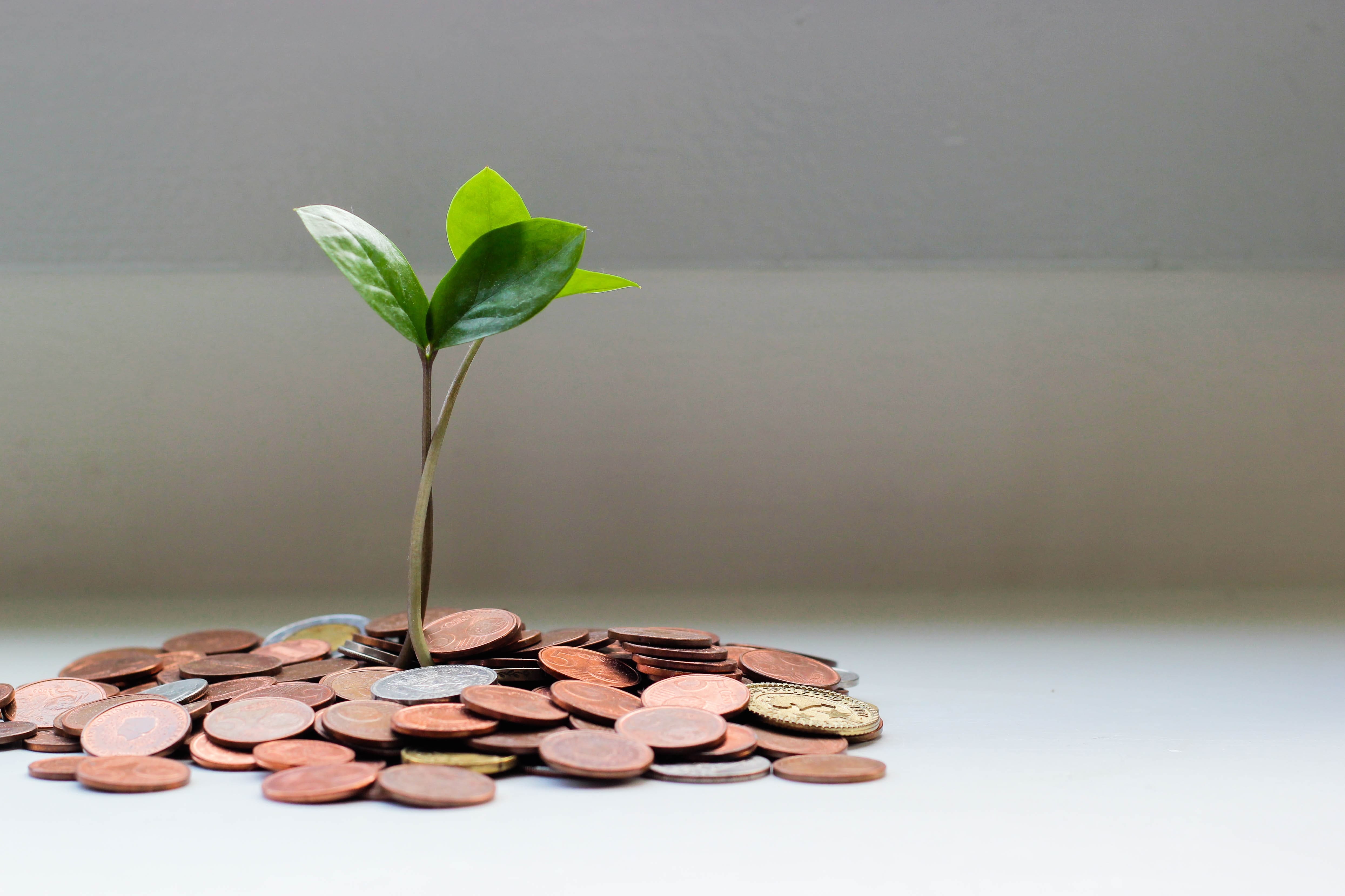 plant sprouting from some coins