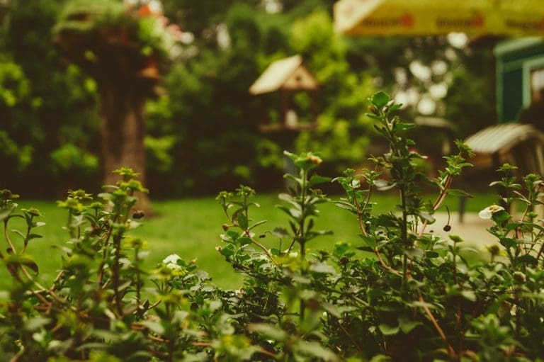 bright green home garden